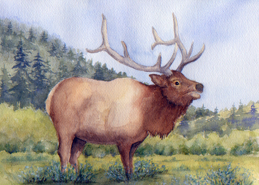 Joannie Epstein: Wapiti