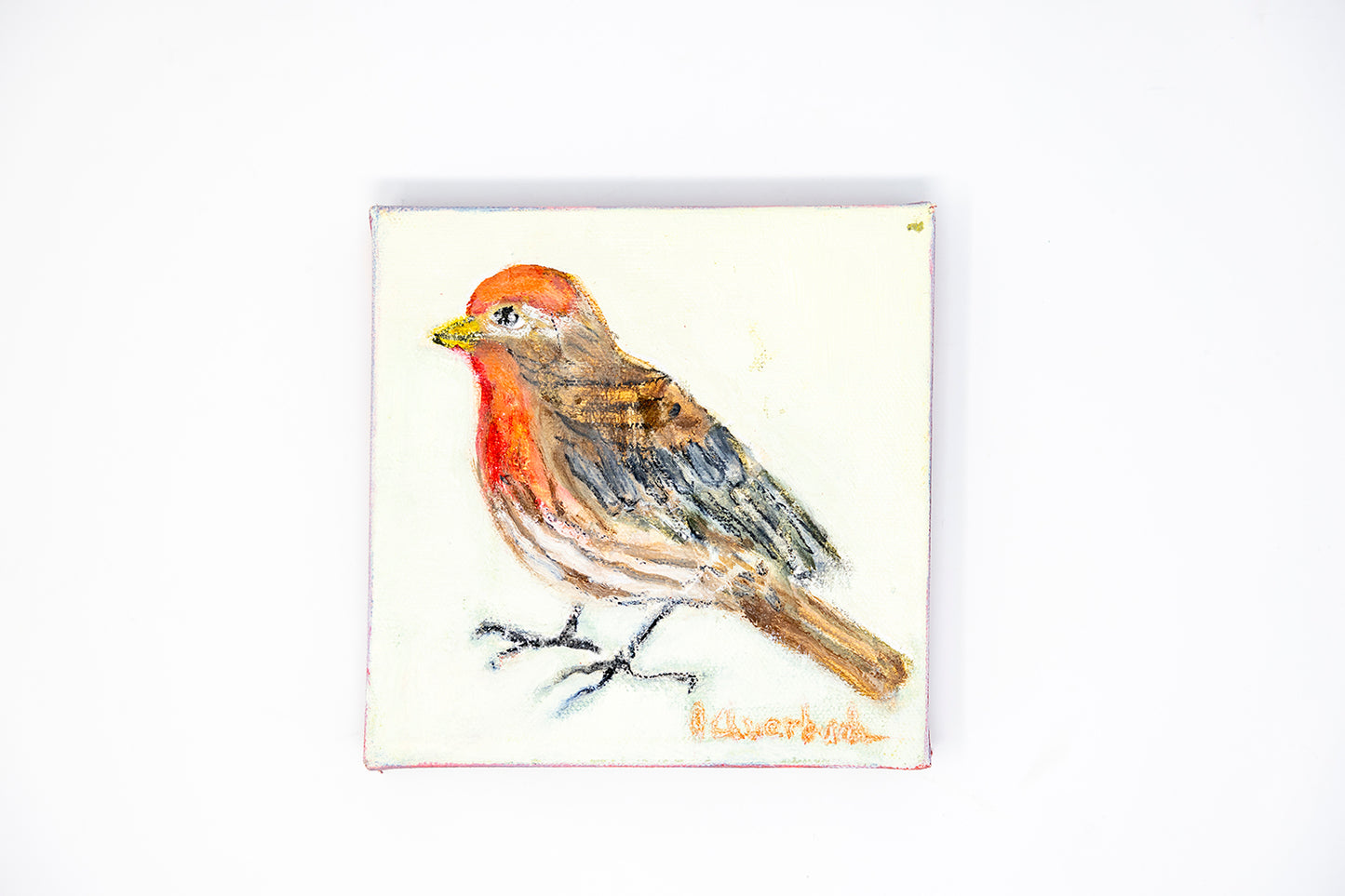 Jill Auerbach: House Finch
