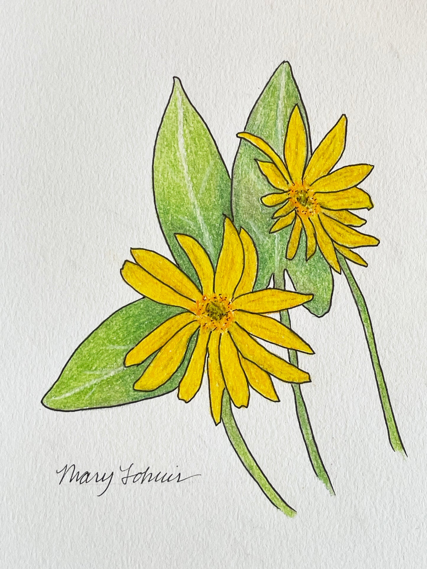 Mary Lohuis: Original Balsamroot Drawing (sm)