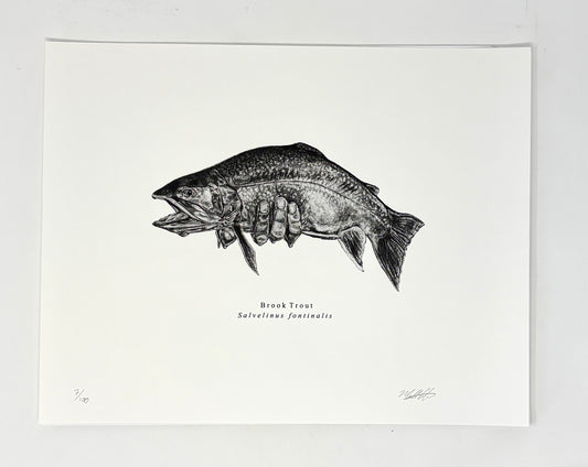 Matthew Guido: Brook Trout Print