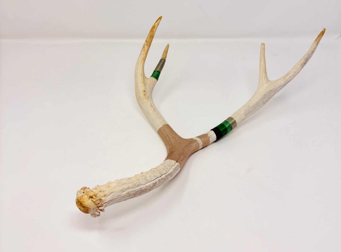 Kevin Rauch-Lynch: Large Mule Deer Antler (Greens + Gold)