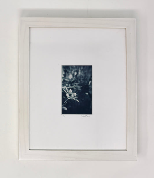 Bronwyn Minton: Flower Polaroid