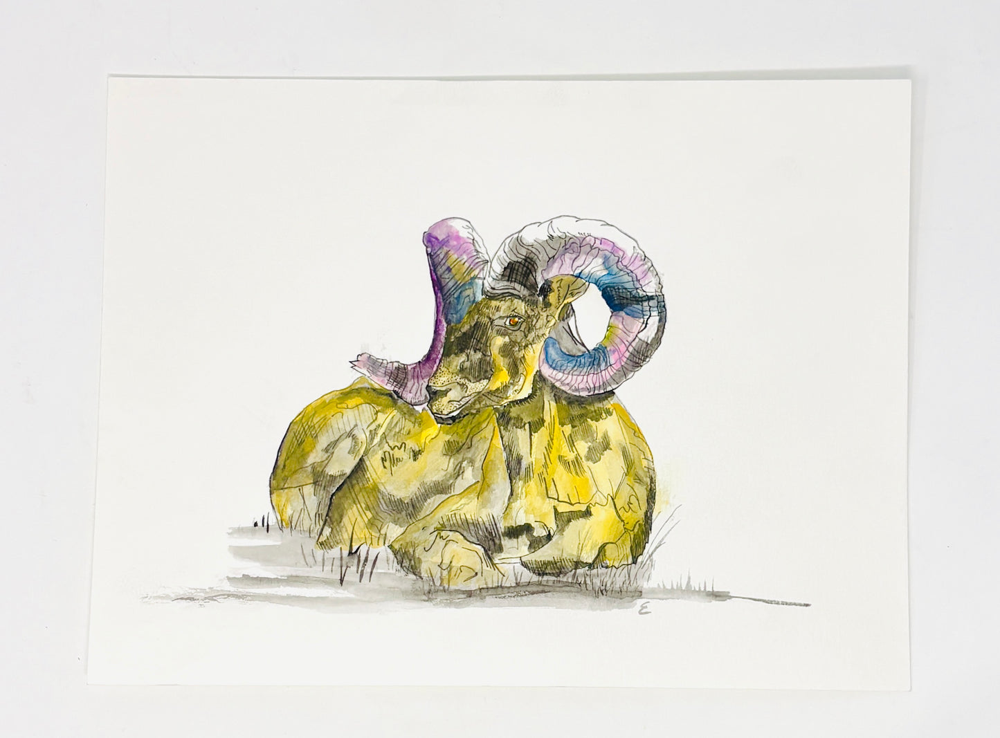 Steve Ehrlich: Greater Yellowstone Wildlife Watercolors