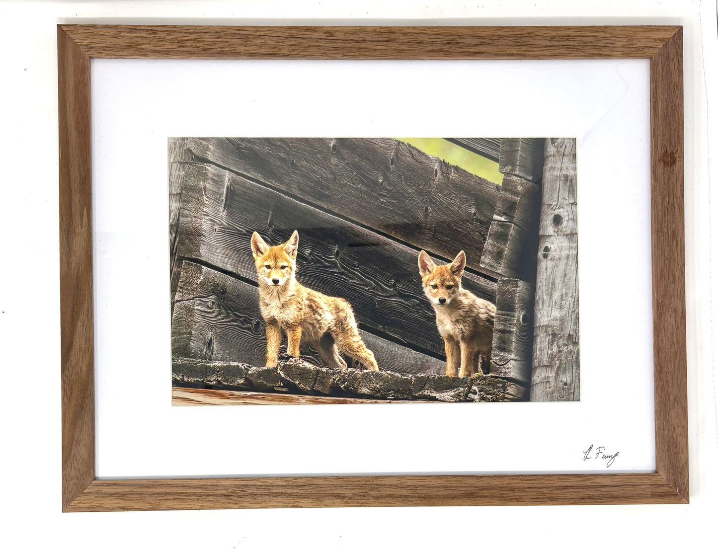 Rob Fiamengo: Guard Pups (Framed)