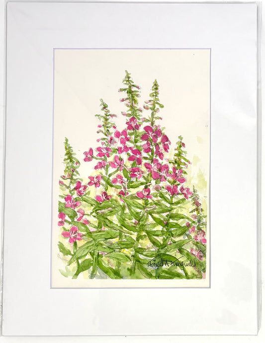 Fred Kingwill: Fireweed