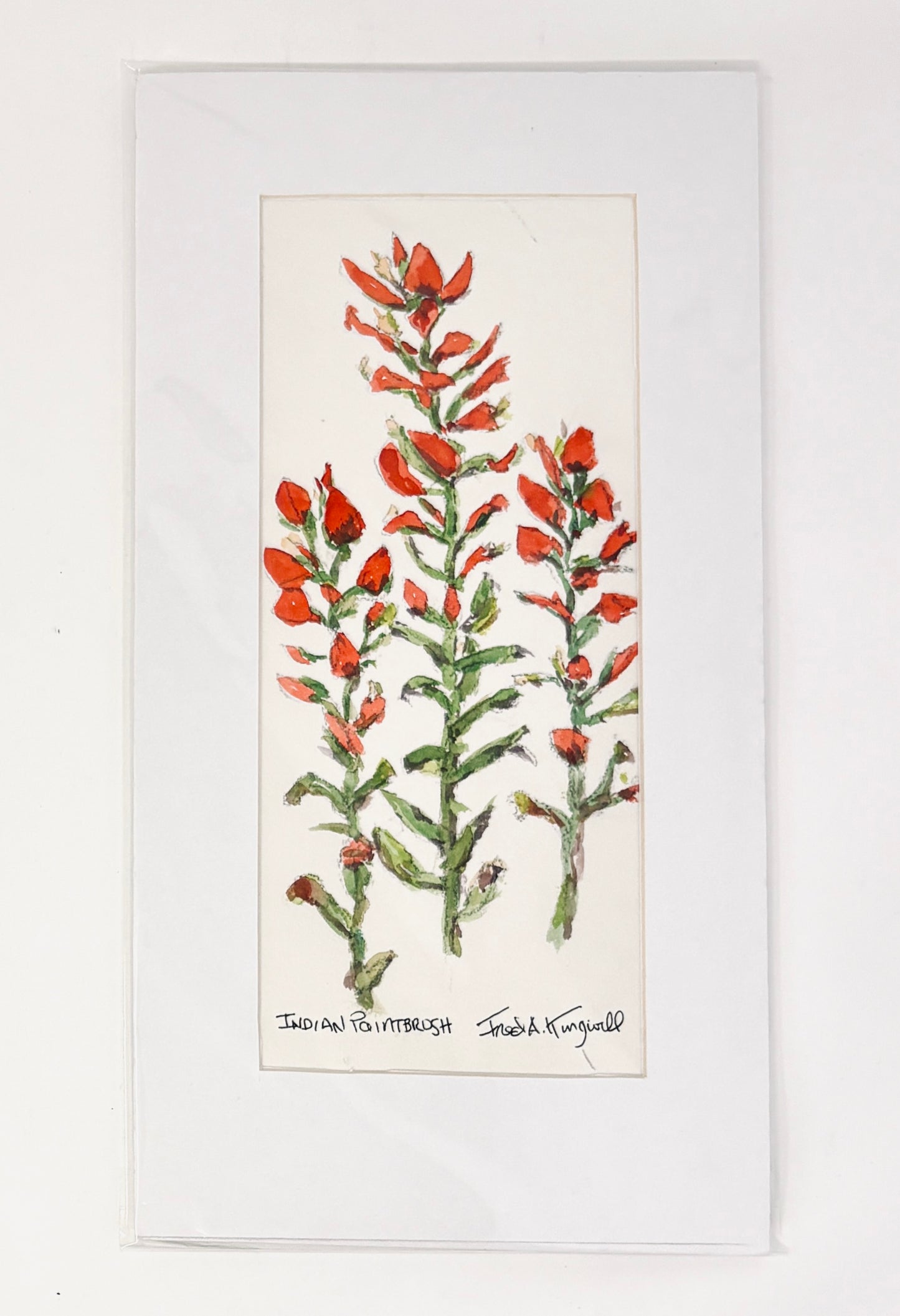 Fred Kingwill: Indian Paintbrush