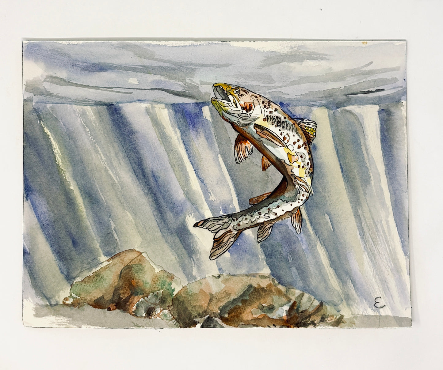 Steve Ehrlich: Trout Watercolors