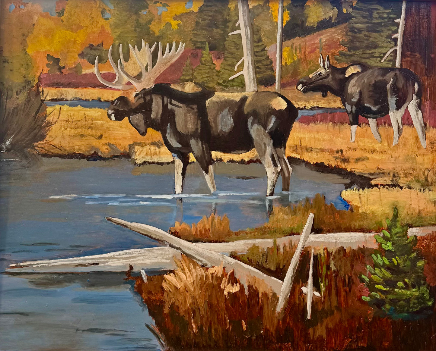 Monte Roberson: Fall Moose