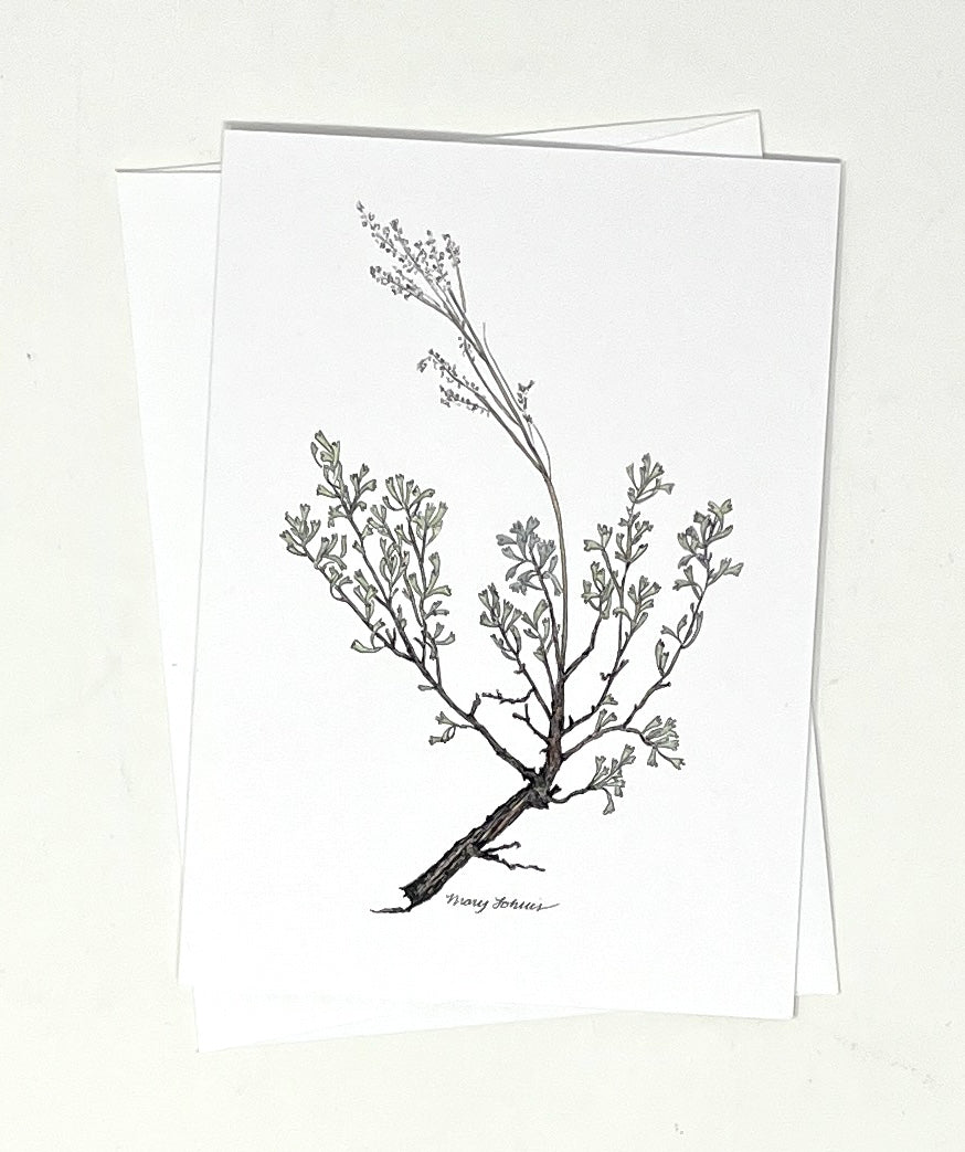 Mary Lohuis: Sage Single Card