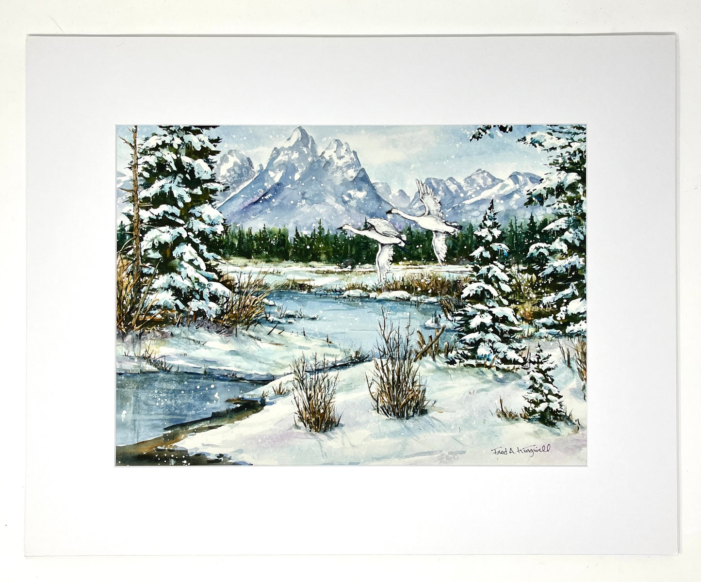 Fred Kingwill: Swans Print
