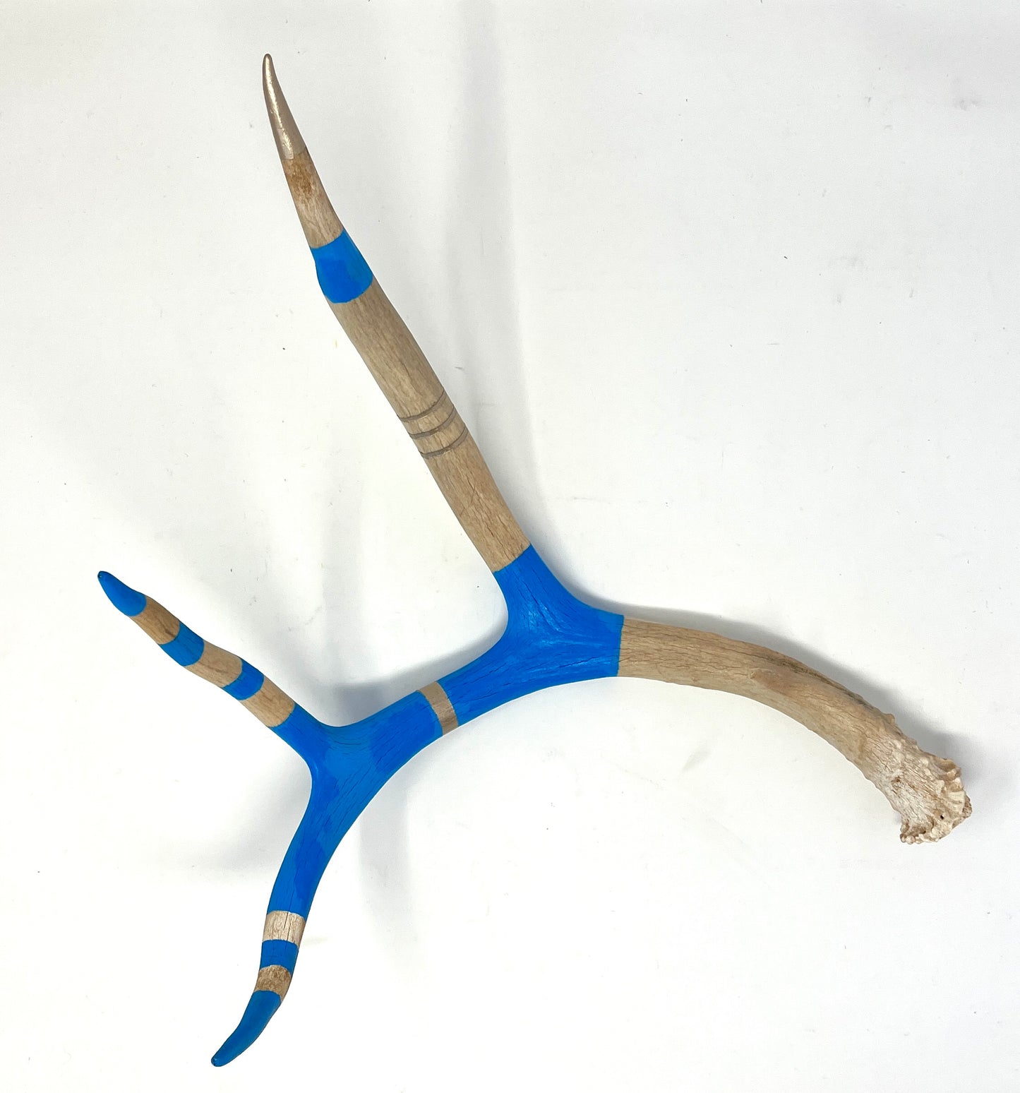 Kevin Rauch-Lynch: Large Mule Deer Antler (Bright Blue)