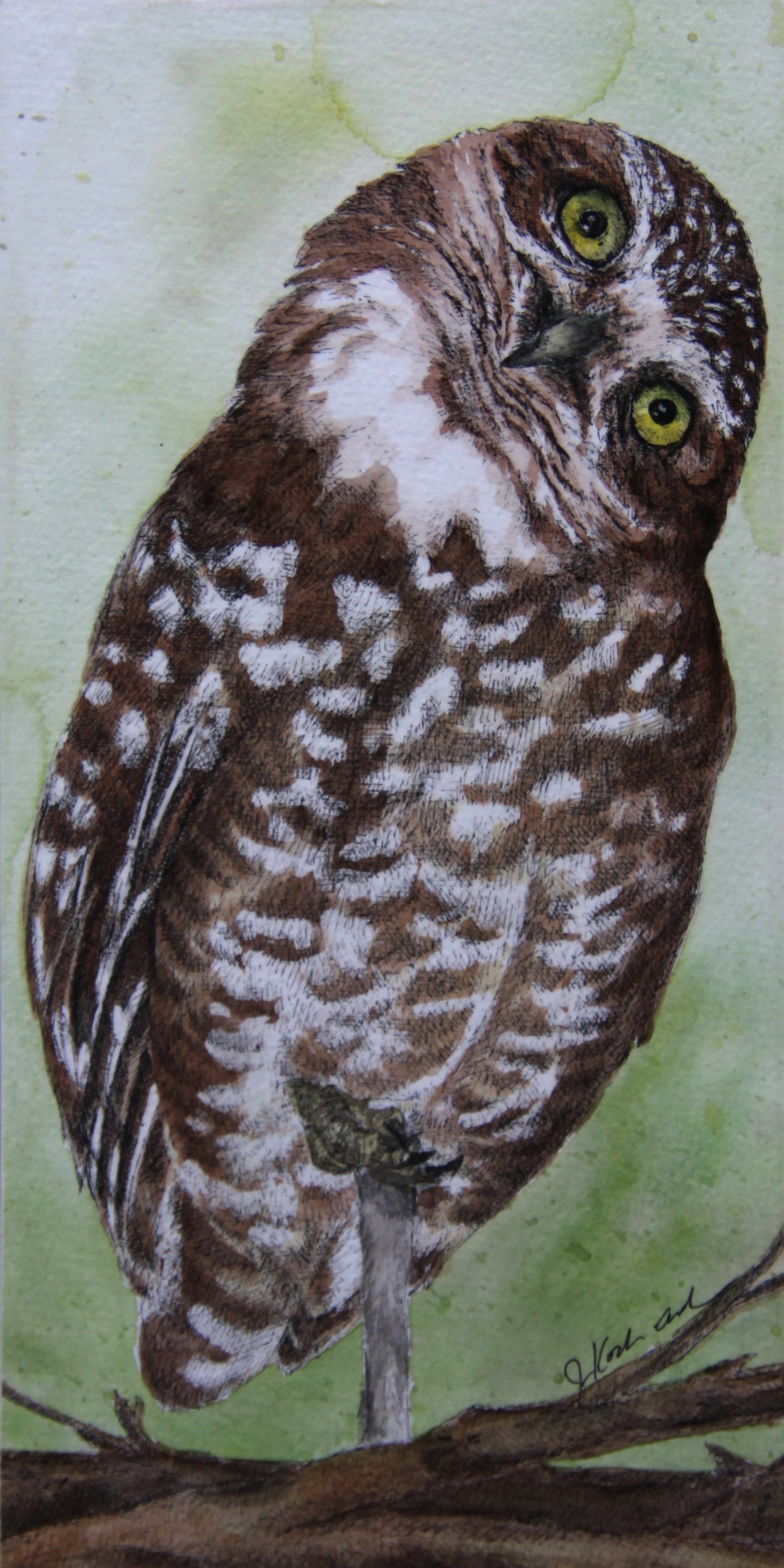 Jennifer Kocher-Anderson: Looking Good, Burrowing Owl