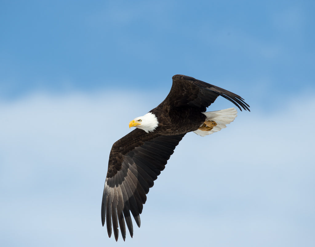 Michael S Cohen: Freedom's Flight
