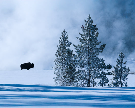 Michael S Cohen: Bison in Mist