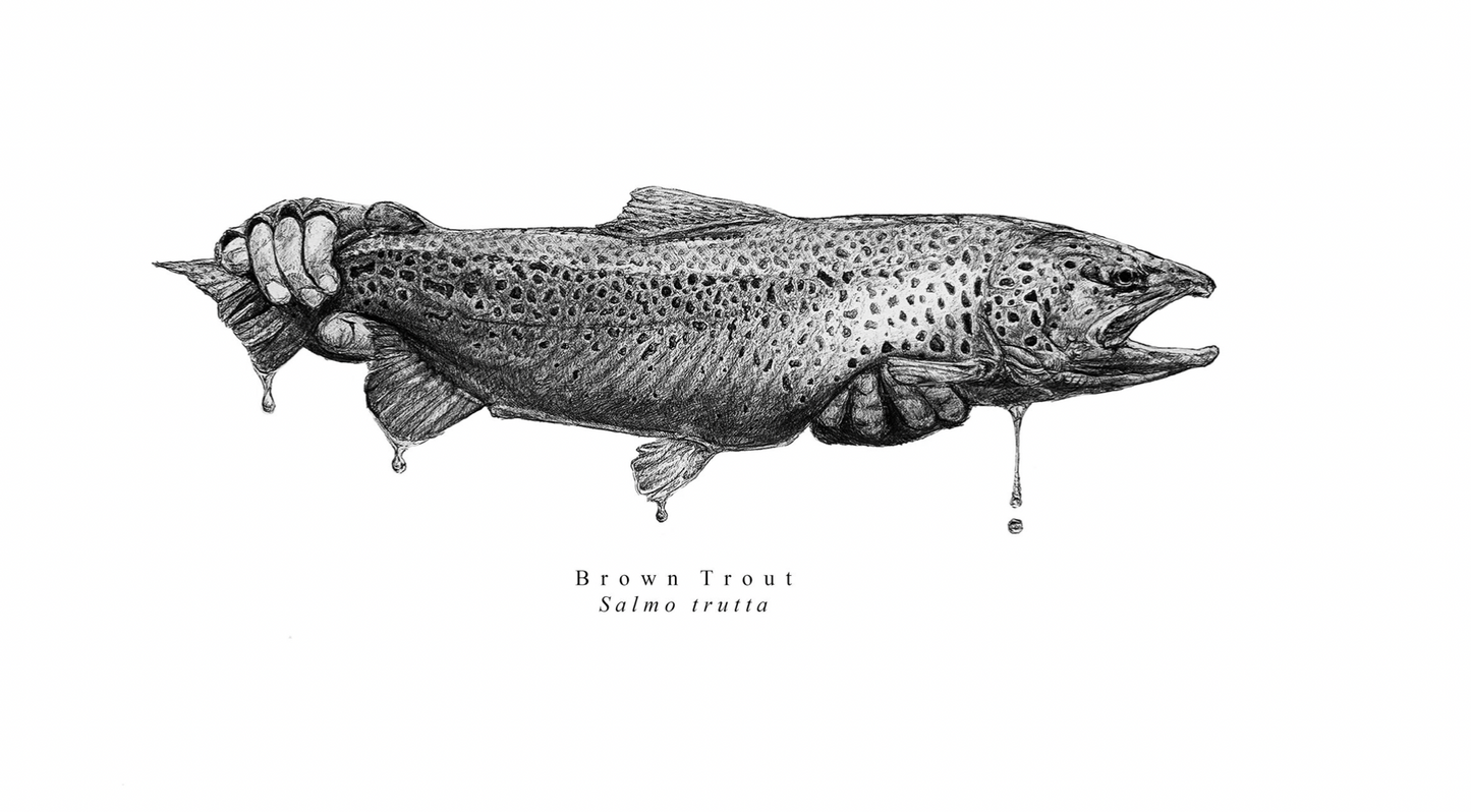 Matthew Guido: Brown Trout Print