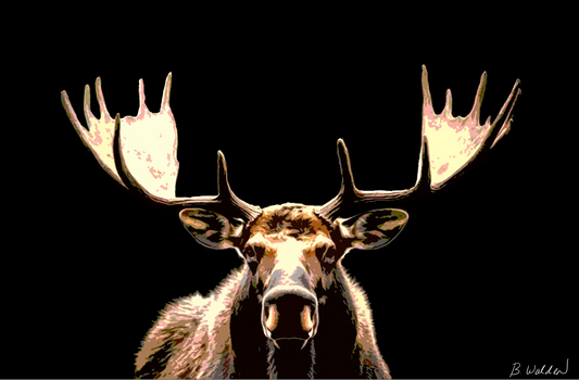 Boughton Walden: Midnight Moose