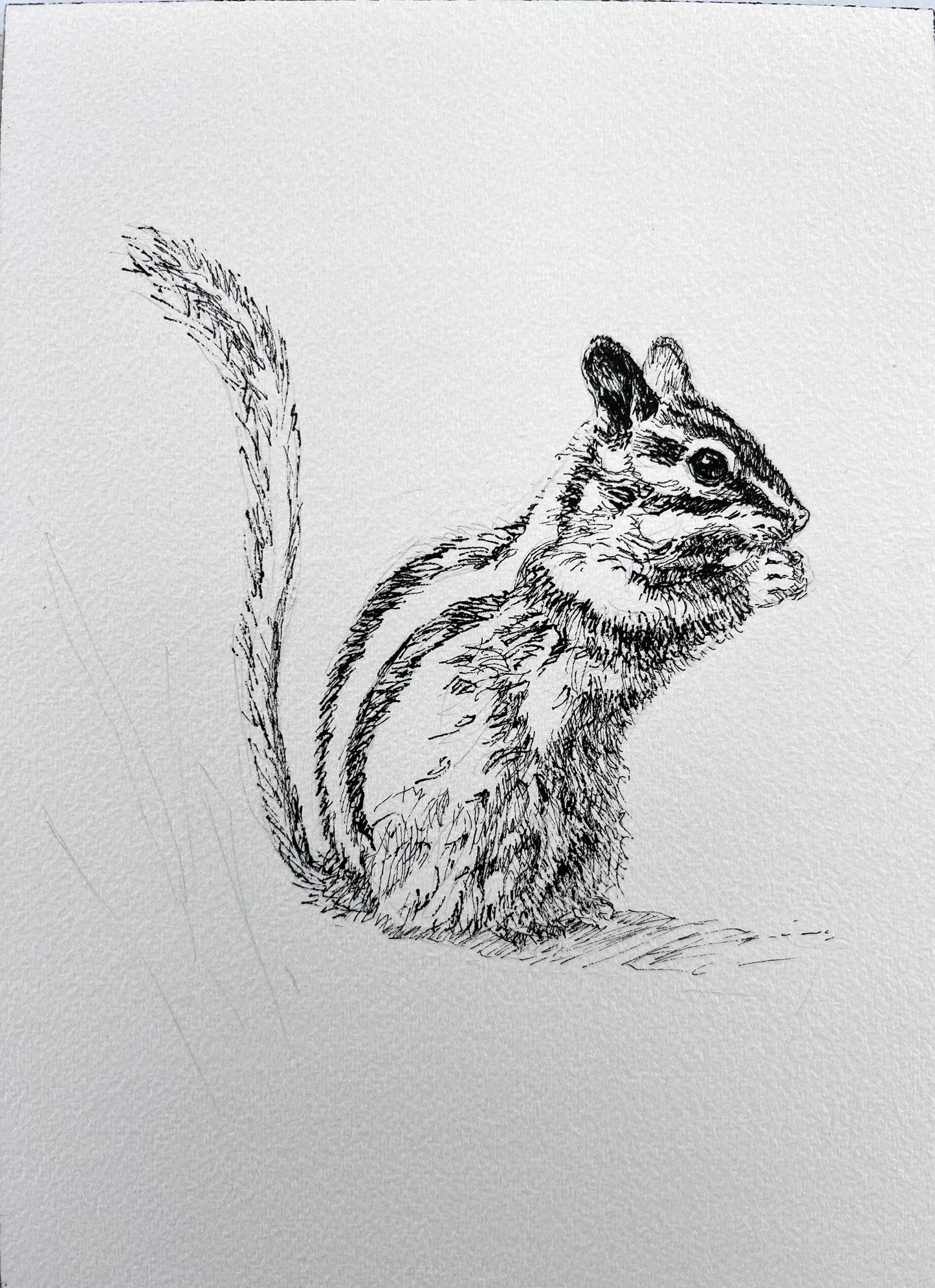 Andy Taylor: Squirrel