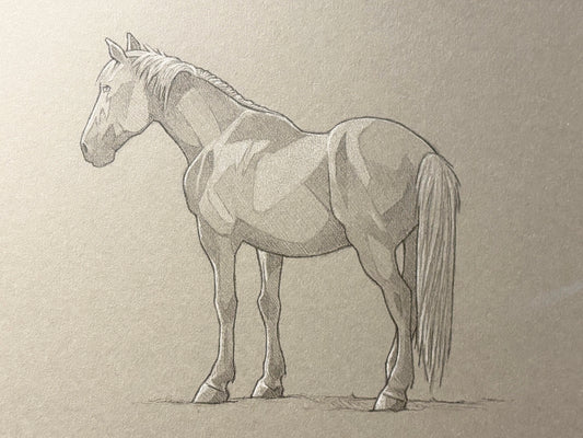 Ellie Manny: Grey Gelding