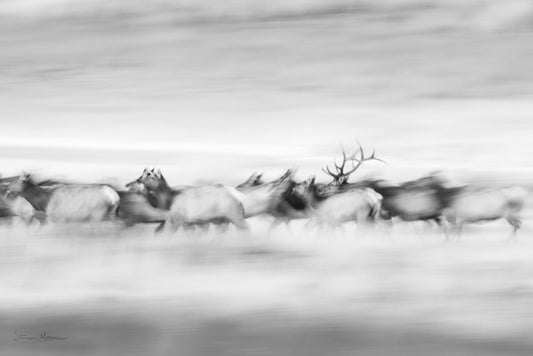 Steve Mattheis: Elk in Motion