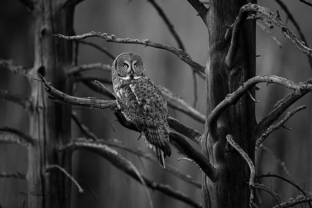 Steve Mattheis: Great Gray, ed. 1/25