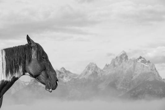 Steve Mattheis: The Horse