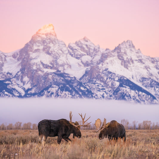 Steve Mattheis: Bull Moose Teton Sunrise