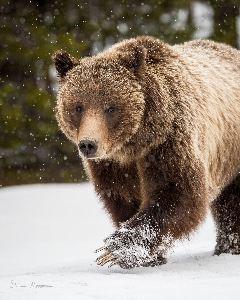 Steve Mattheis: Grizzly 399