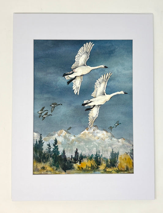 Fred Kingwill: Swans