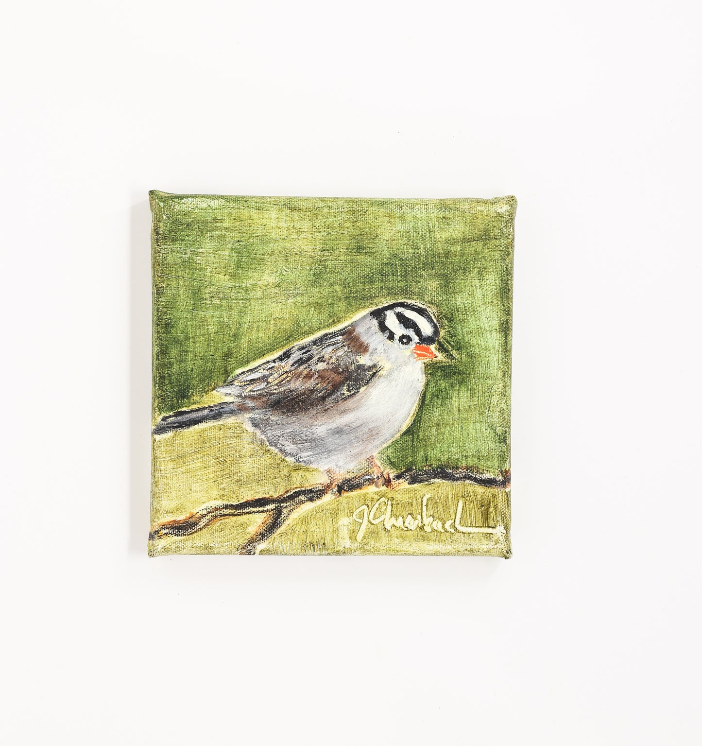 Jill Auerbach: White Crowned Swallow