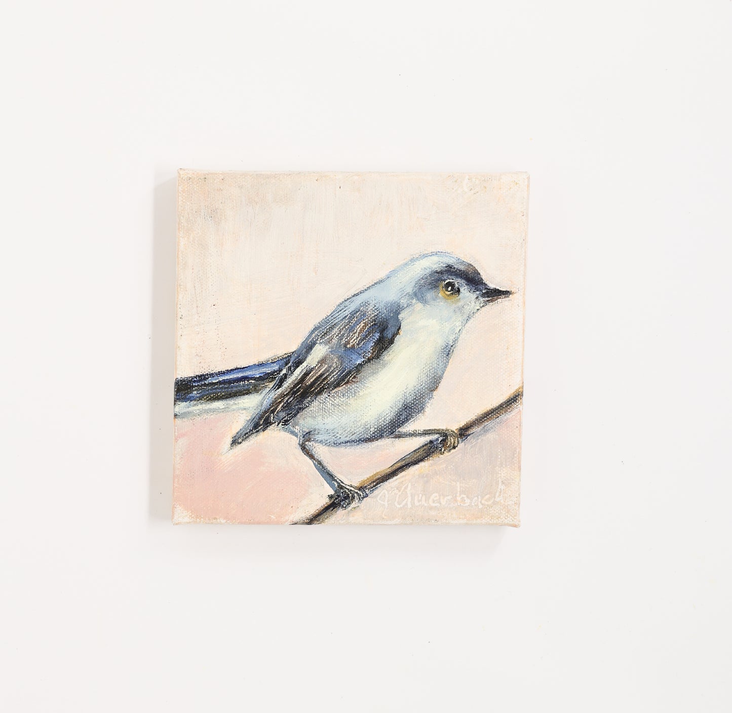 Jill Auerbach: Blue Gray Gnatcatcher