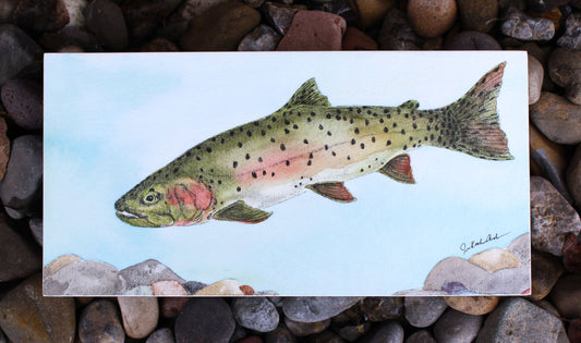 Jennifer Kocher-Anderson: Cutty Waters: Cutthroat Trout