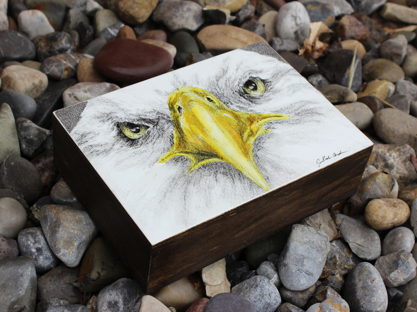 Jennifer Kocher-Anderson: Freedom's Stare: Bald Eagle