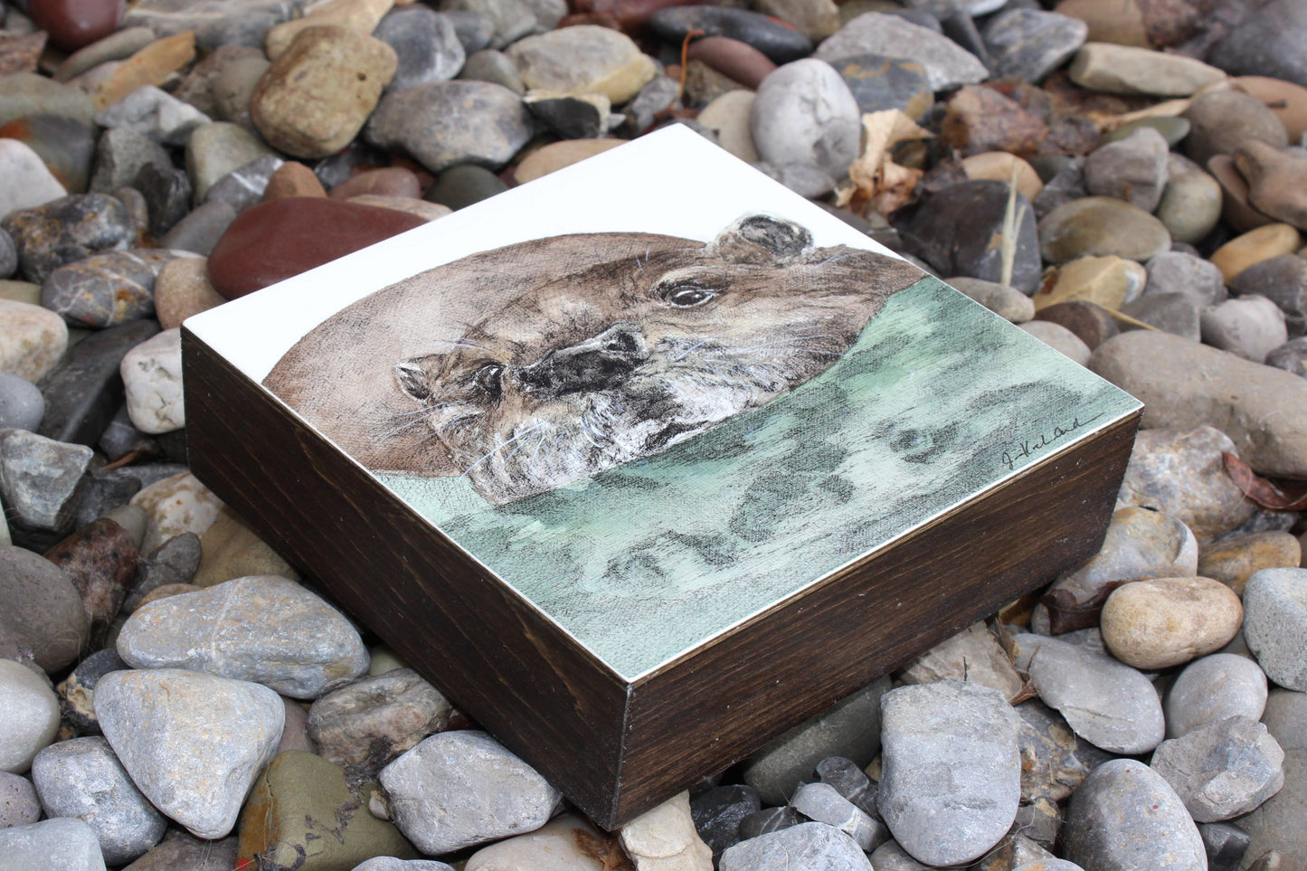 Jennifer Kocher-Anderson: Reflections: River Otter