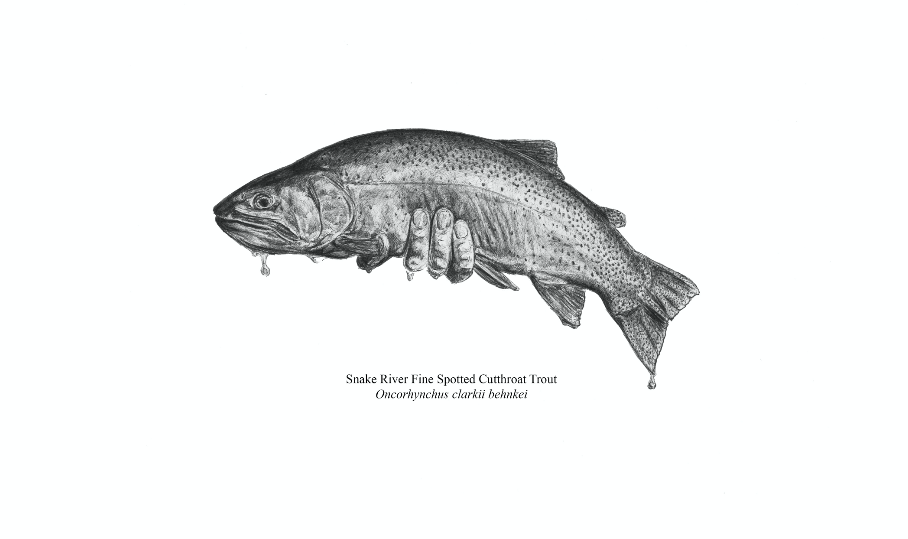 Matthew Guido: Snake River Fine Spotted Cutthroat Trout Print