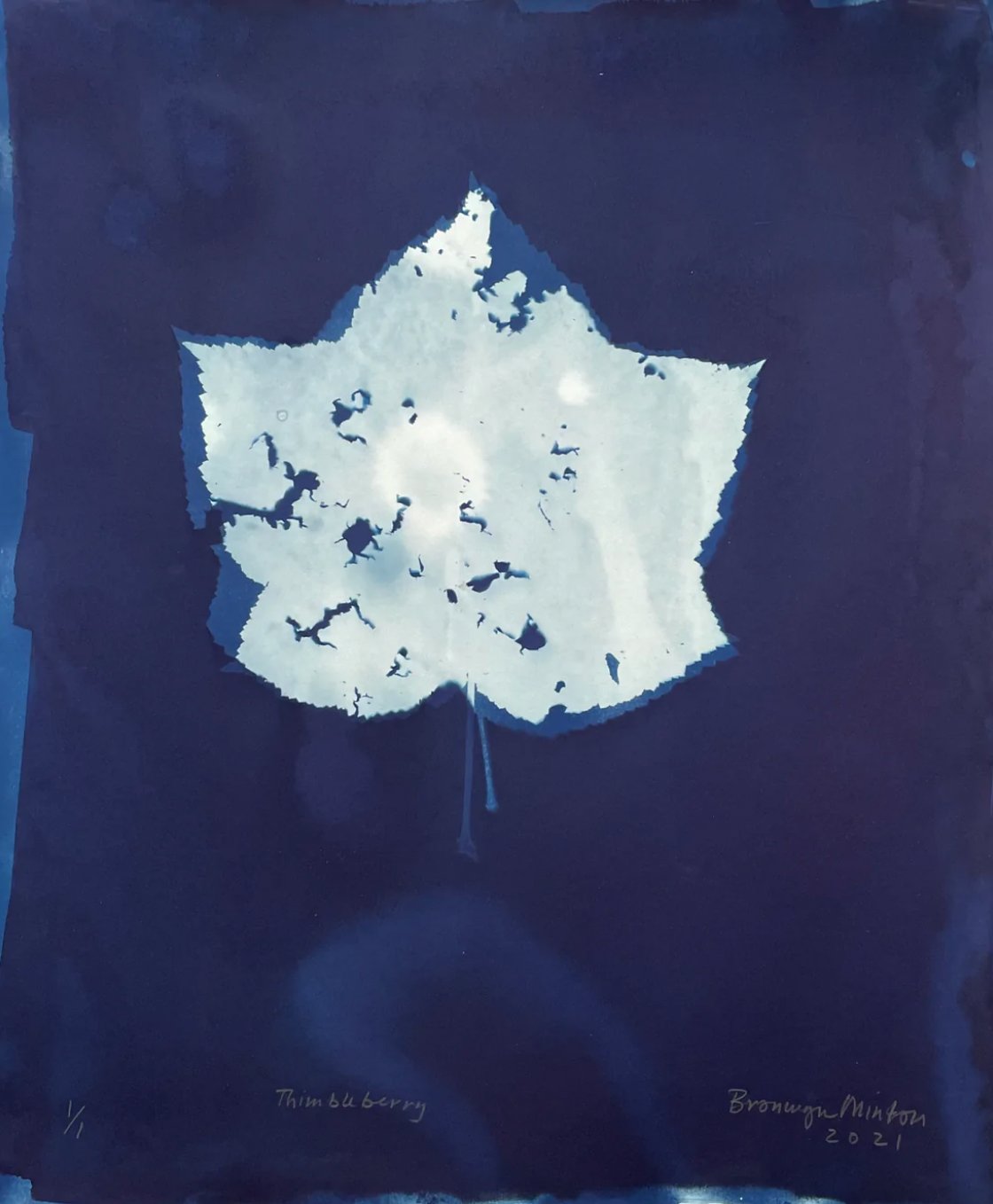 Bronwyn Minton: Cyanotype Framed