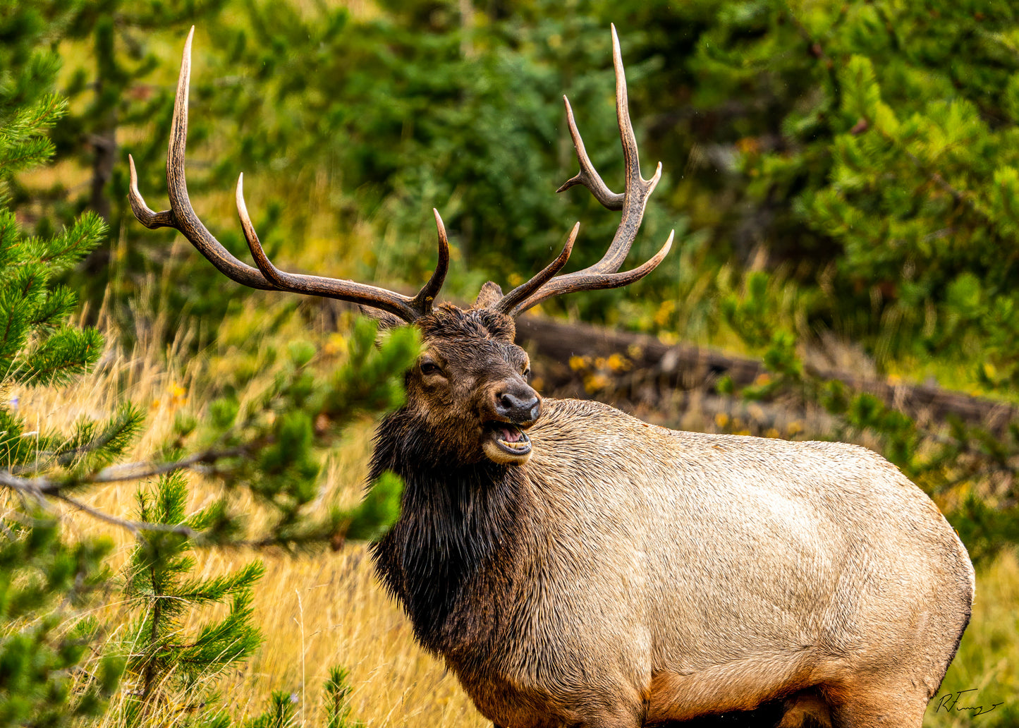 Rob Fiamengo: Elk Photograph