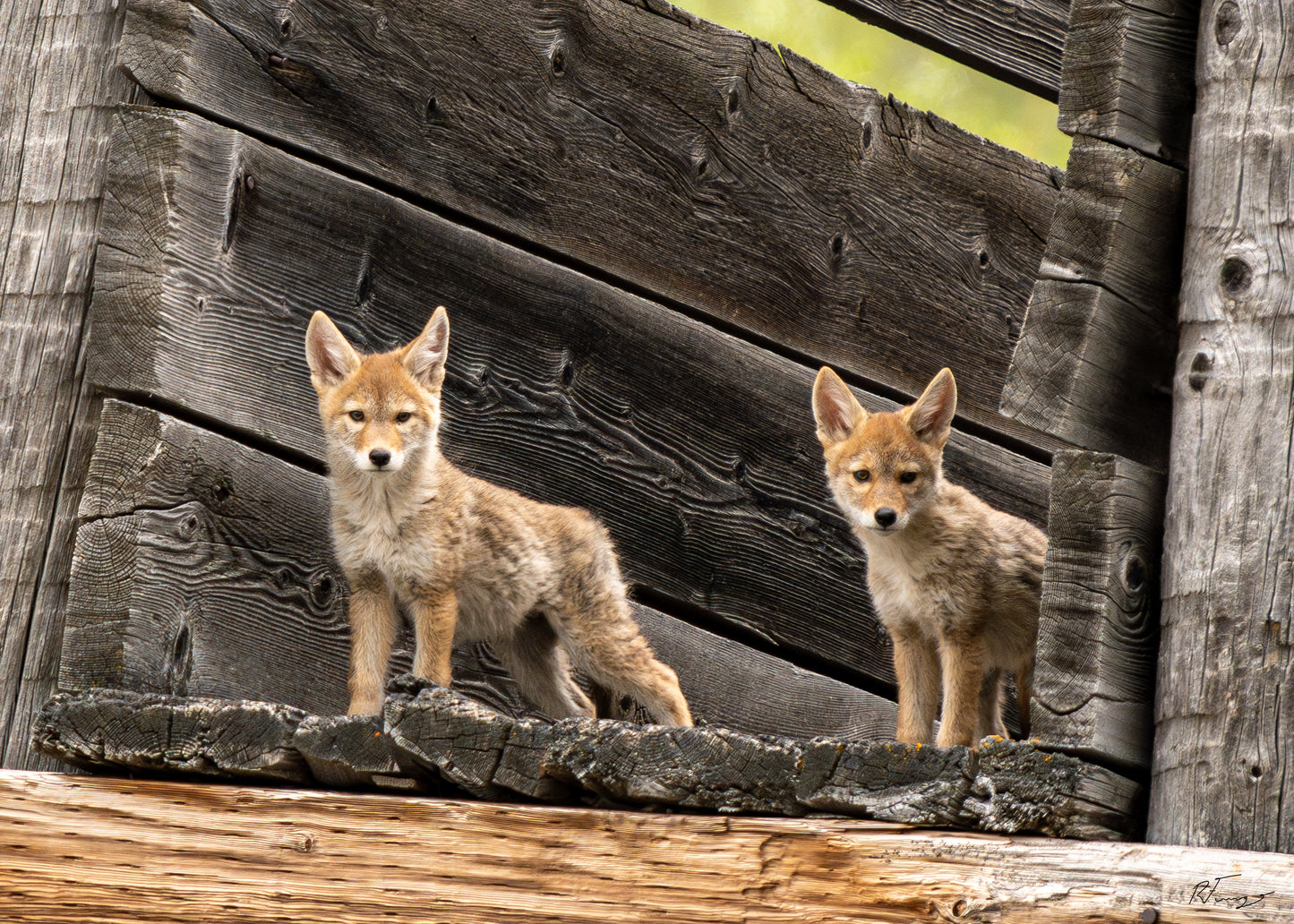 Rob Fiamengo: Guard Pups (Coyote)