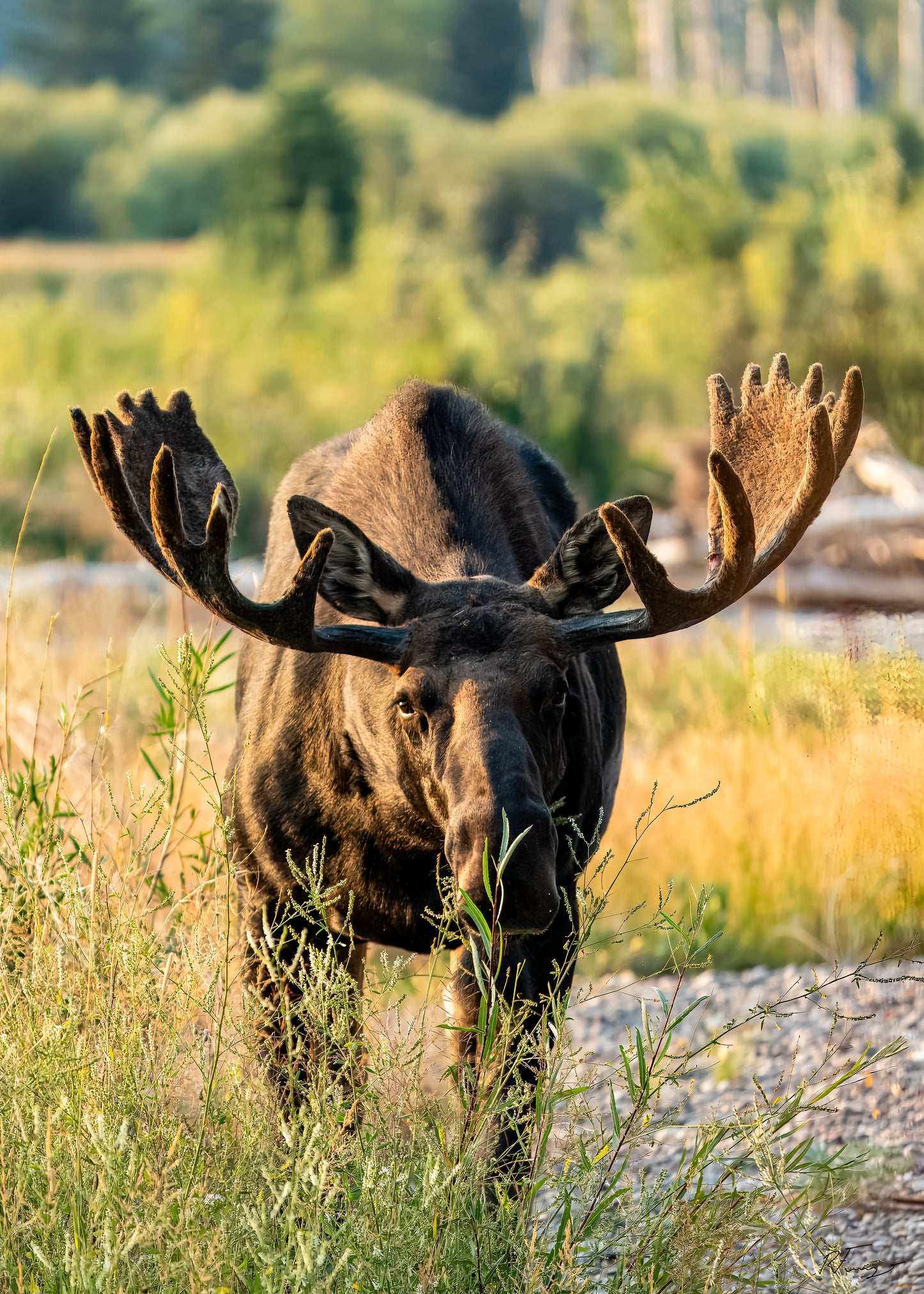 Rob Fiamengo: Moose Photograph