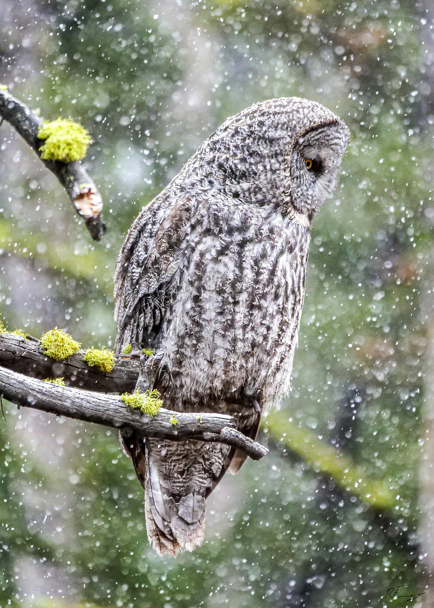 Rob Fiamengo: Frosty Thoughts (Great Grey Owl)