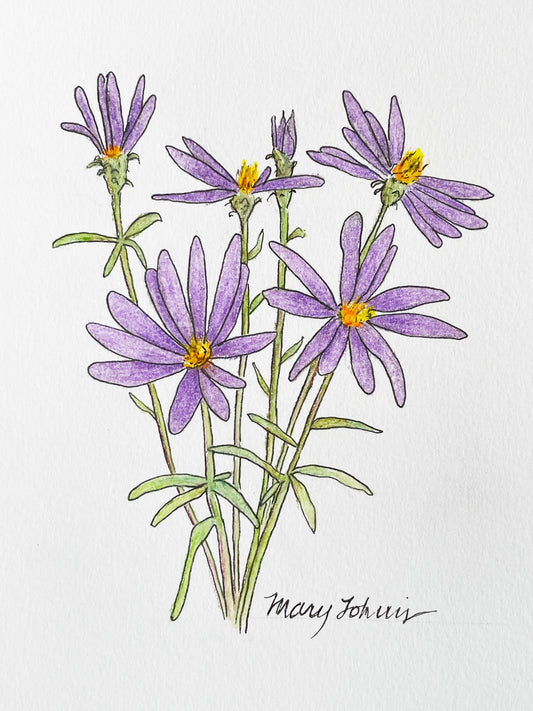 Mary Lohuis: Original Aster Drawing