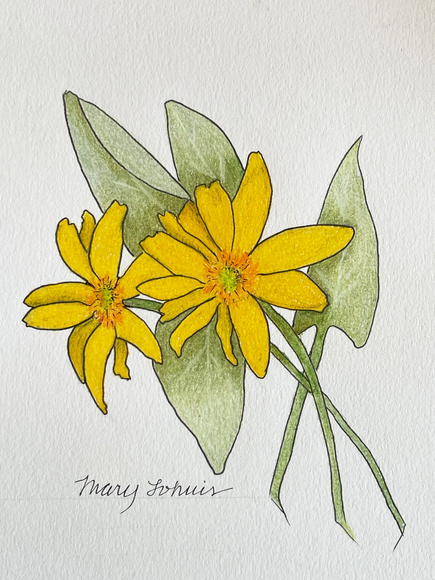 Mary Lohuis: Original Balsamroot Drawing