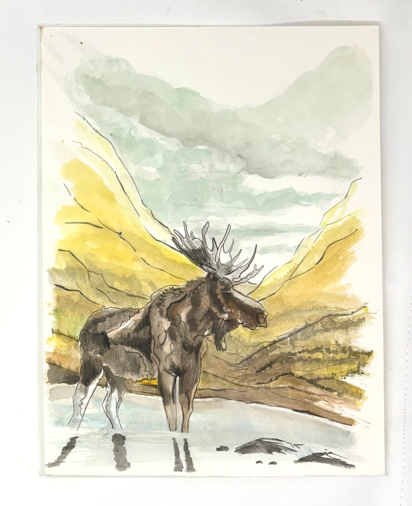 Steve Ehrlich: Moose Watercolors