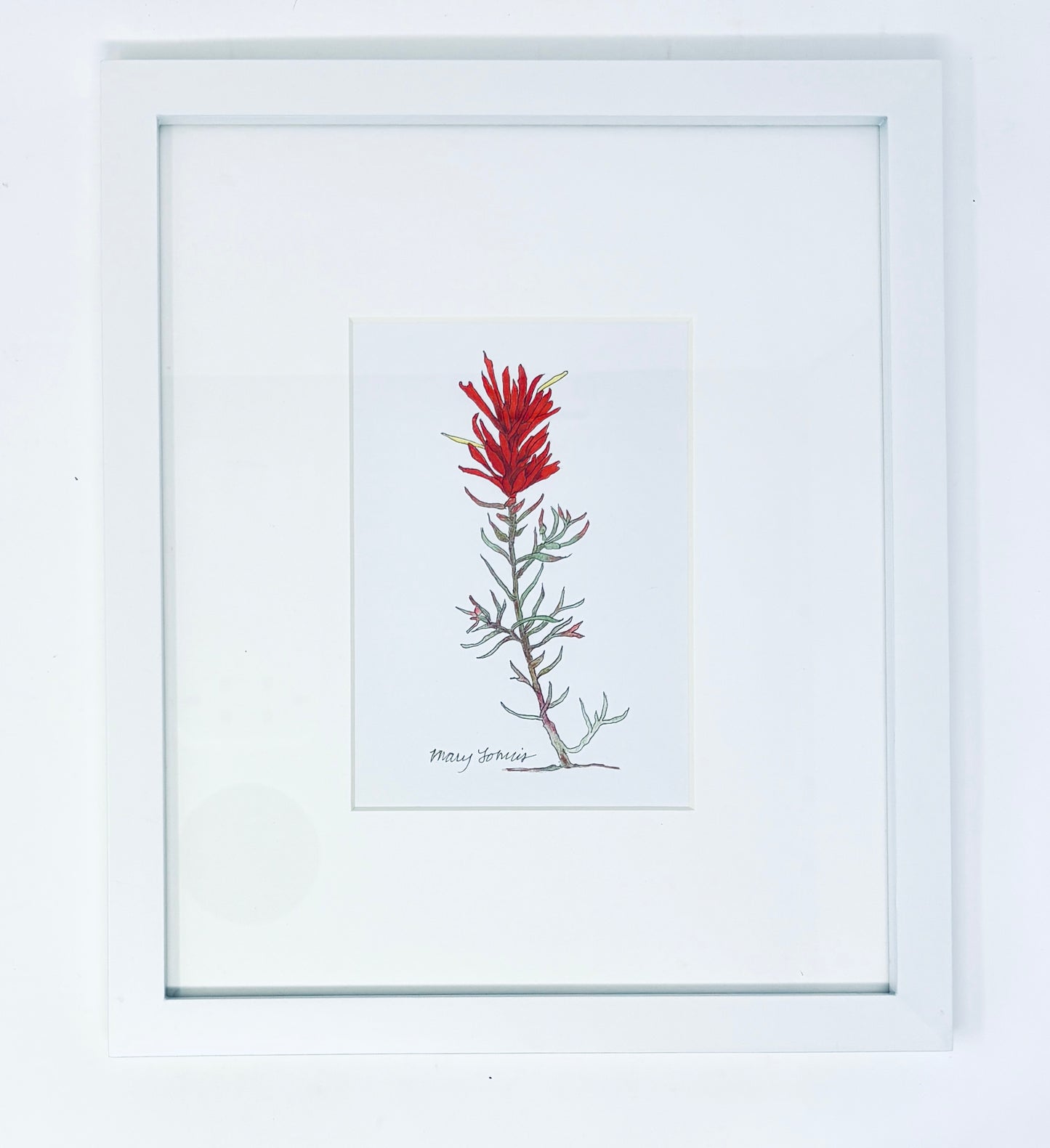 Mary Lohuis: Indian Paintbrush Original