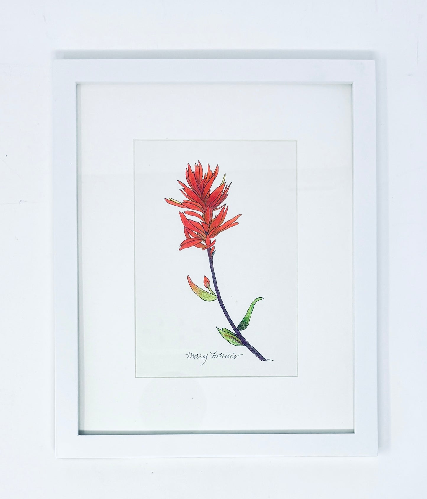 Mary Lohuis: Indian Paintbrush Drawing