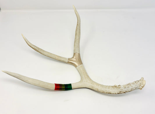 Kevin Rauch-Lynch: Large Mule Deer Antler (Fall Colors)
