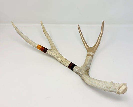 Kevin Rauch-Lynch: Large Mule Deer Antler (Browns + Gold)