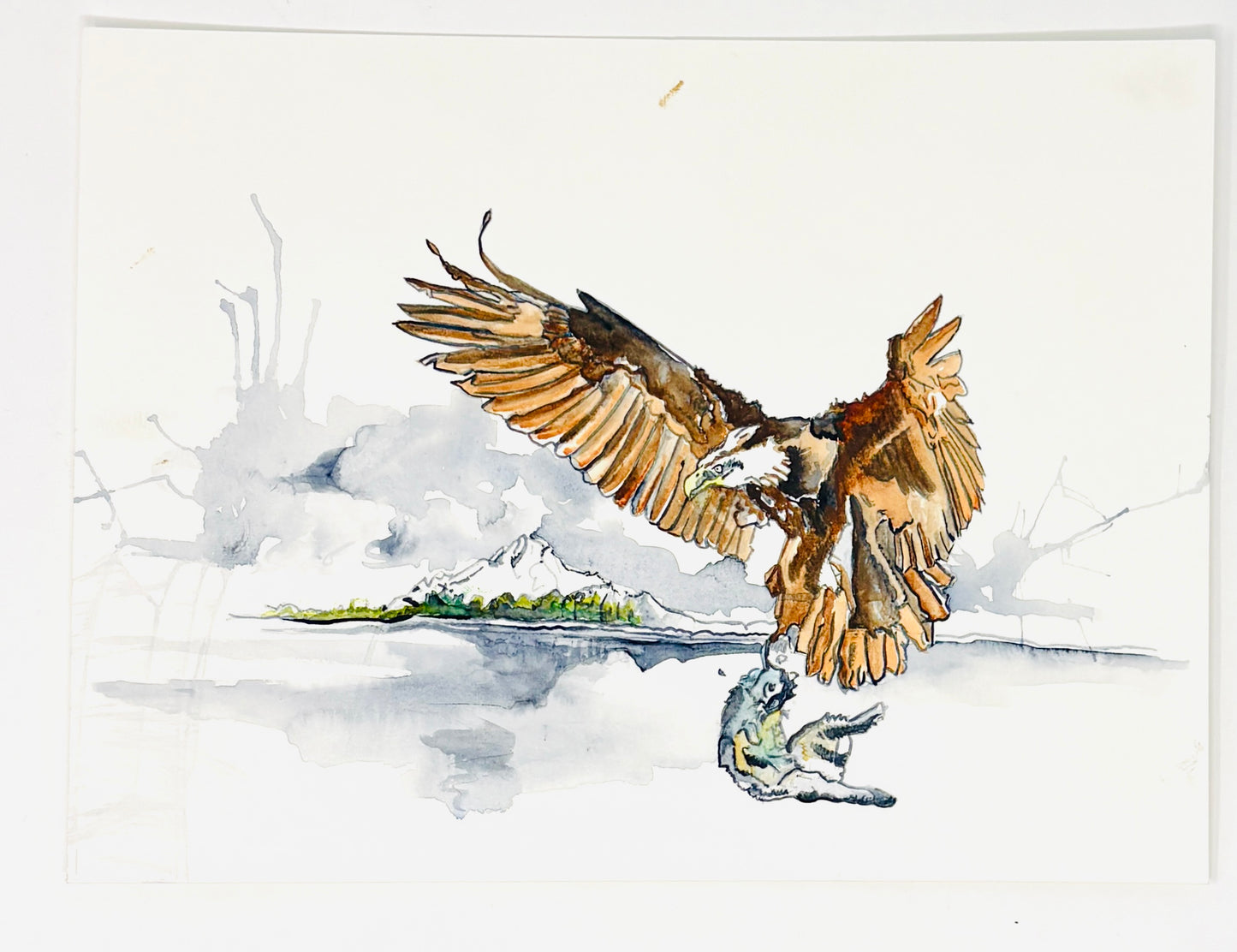 Steve Ehrlich: Bird and Raptor Watercolors