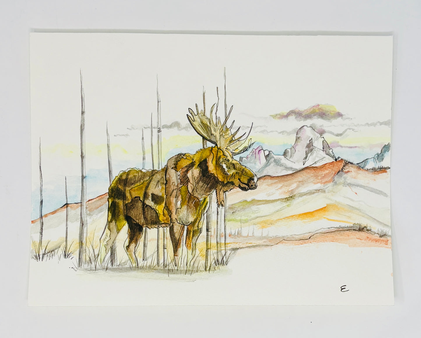 Steve Ehrlich: Moose Watercolors