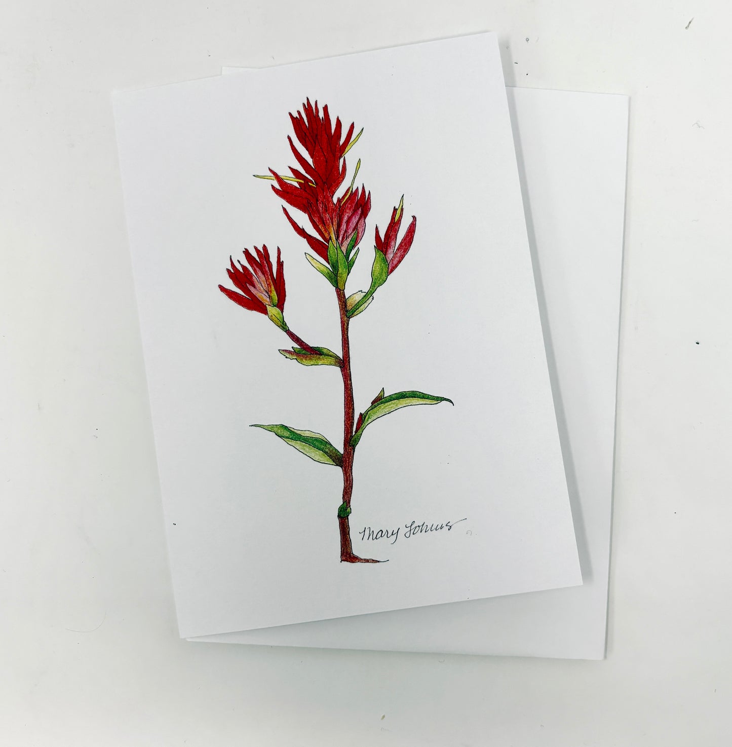 Mary Lohuis: Single Card Indian Paintbrush