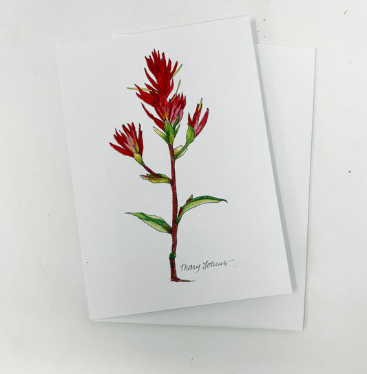Mary Lohuis: Single Card Indian Paintbrush